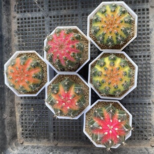 ĵ���\������������ֲ���k���һ������Ի��ܾGֲ��ݗ������̎��