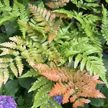 ʺާtw[ëާ҃ͥԺ@^~ֲļLͺާƷN