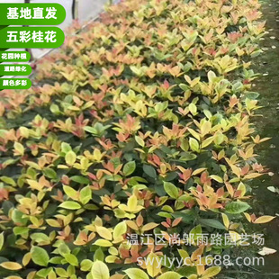 �ɶ����ش���������ʹ�׃ɫ��ͥԺ�e����·�G�����û�ľ