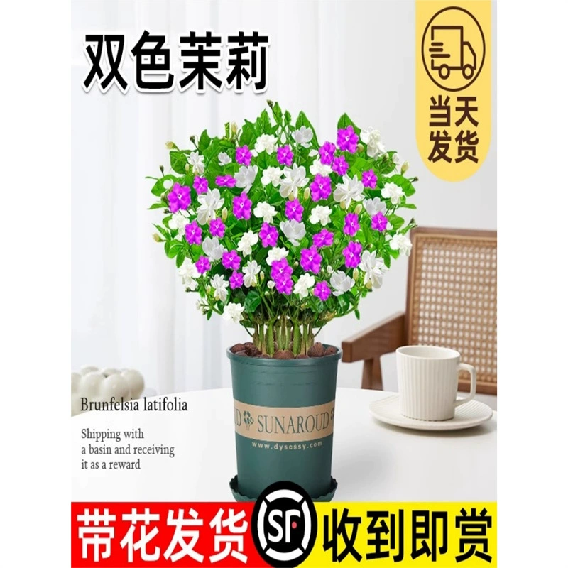 Двухцветное растение в горшке с цветами жасмина, саженцы жасмина с уткой-мандарином, многоквартирные ароматные цветы во внутреннем дворе, легко выращиваемые растения в любое время года.