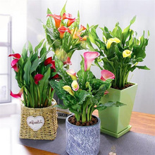 荷兰进口彩色马蹄莲种球四季种易活阳台室内盆栽花卉大球开花不断