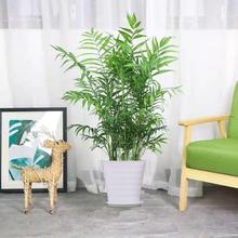 散尾葵盆栽花卉室内客厅大型绿植家居装饰植物落地摆件造景凤尾葵