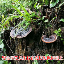 野生灵芝天然纯野生广西紫芝泡酒林芝煲汤不苦食药用菌整枝可切片