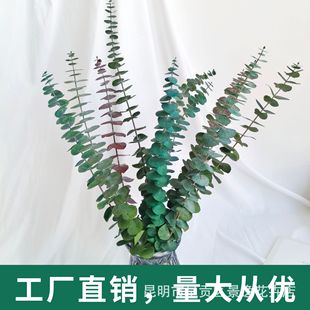 Immortalized eucalyptus leaves copper money eucalyptus immortalized eucalyptus leaves wholesale leaves green leaves small leaves eucalyptus 10/Bunch