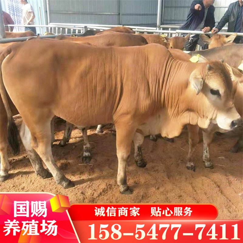 肉牛苗活体牛犊西门塔尔牛价格 改良牛 活肉牛良种 山东养牛场