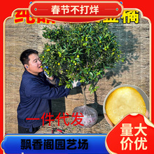 һ�����l��Ƥ��ێ����l؛���Ԙ����ļ������ʳ���������Ƥ����