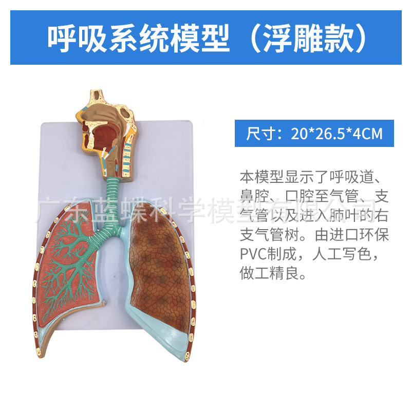 ��Ȼ��������ķ�ģ�ͺ�����״�ٷ��������ϵͳ�β�������ʽ�ѧ