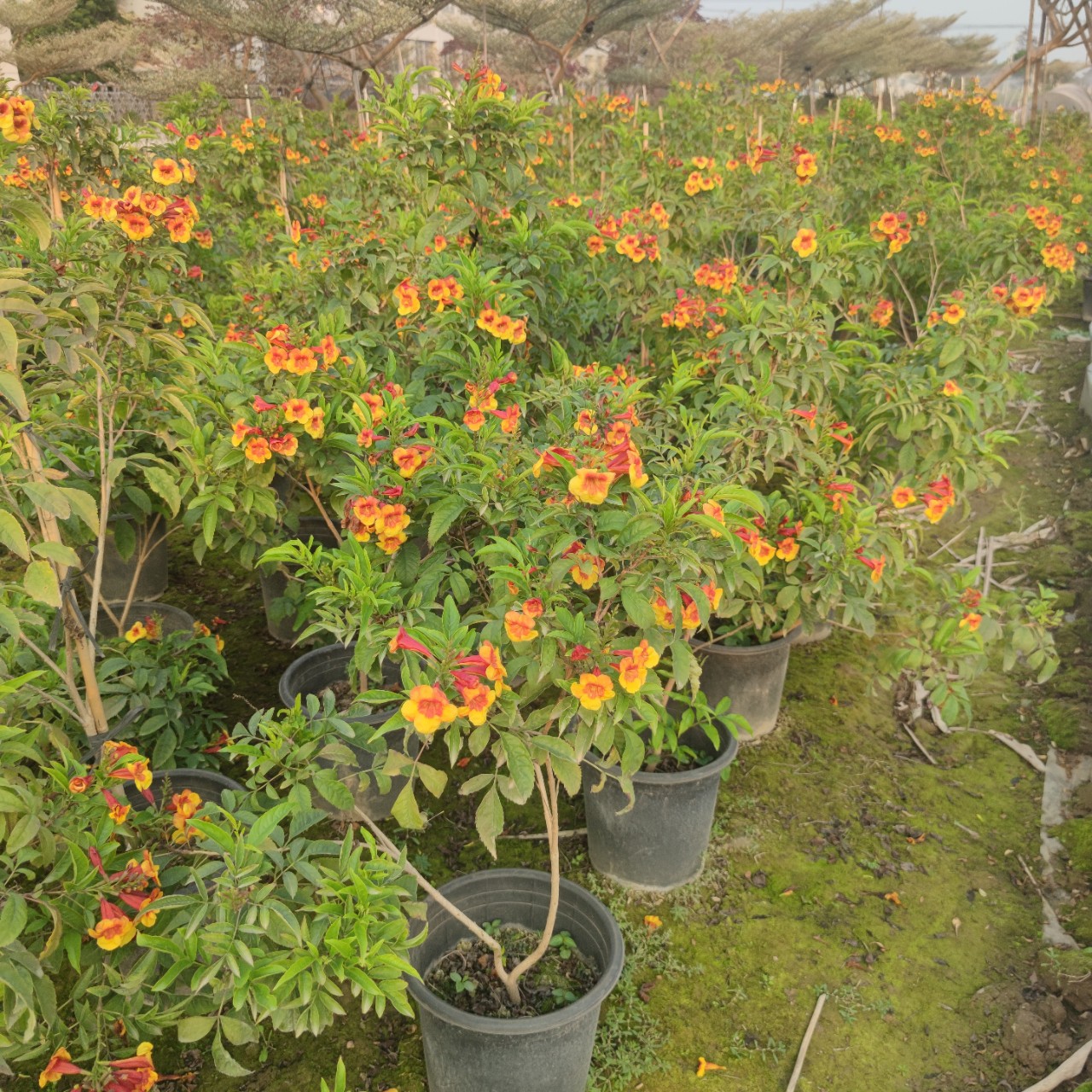 橙钟花红钟花黄钟花多年观花盆花别墅阳台花园耐修剪植物-阿里巴巴