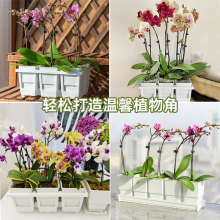 美蒔蝴蝶蘭花盆方形花架組合托盤托架透氣水苔青山控根盆金小