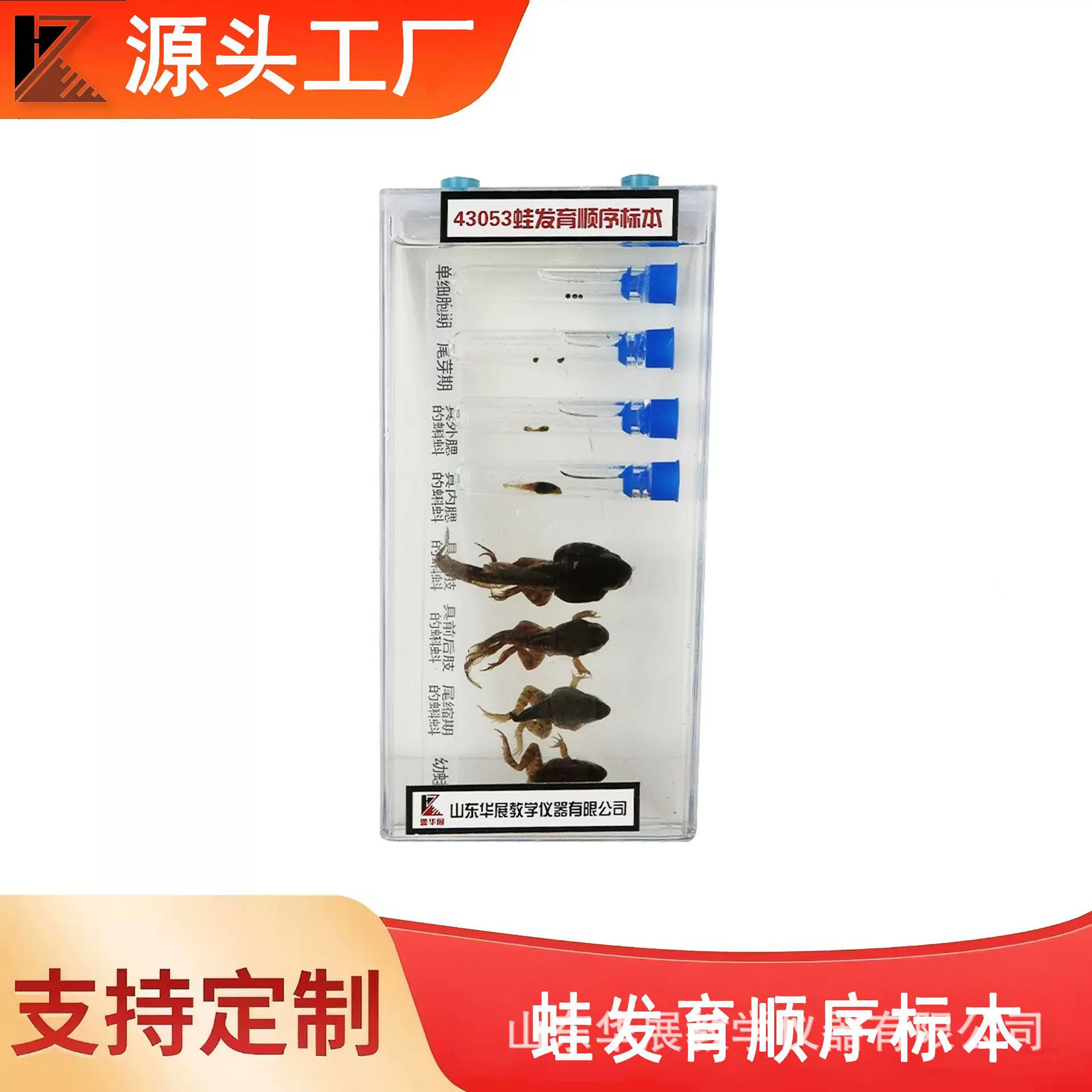 生物昆虫标本 青蛙成长顺序标本中小学生物标本昆虫标本教学器材