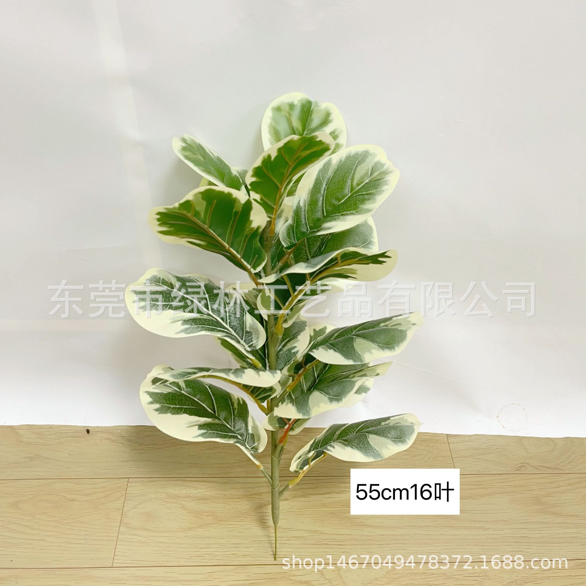 흰색 가장자리 55cm16 잎