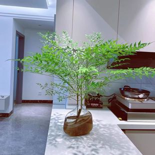 �����������r���҃ȼҾ��k�͏d���b����Gֲˮ�B�廨ˮ��Gֲ