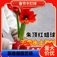 一件代发朱顶红蜡球重瓣种球进口蜡封无需水土养护懒人好养活