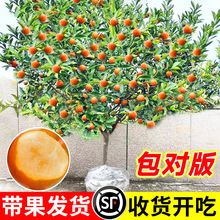 融安脆蜜金桔树树苗四季广西脆皮可食用果树橘子树盆栽阳台水果苗