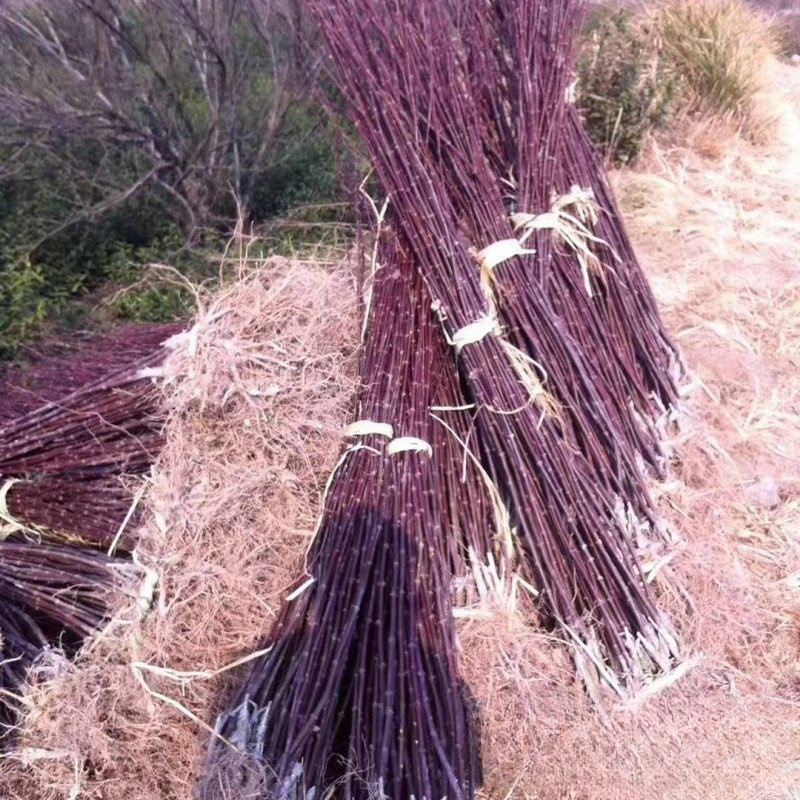 产地批发 三季红红枫 树苗 基地优惠价格 常年红红枫 彩叶树种