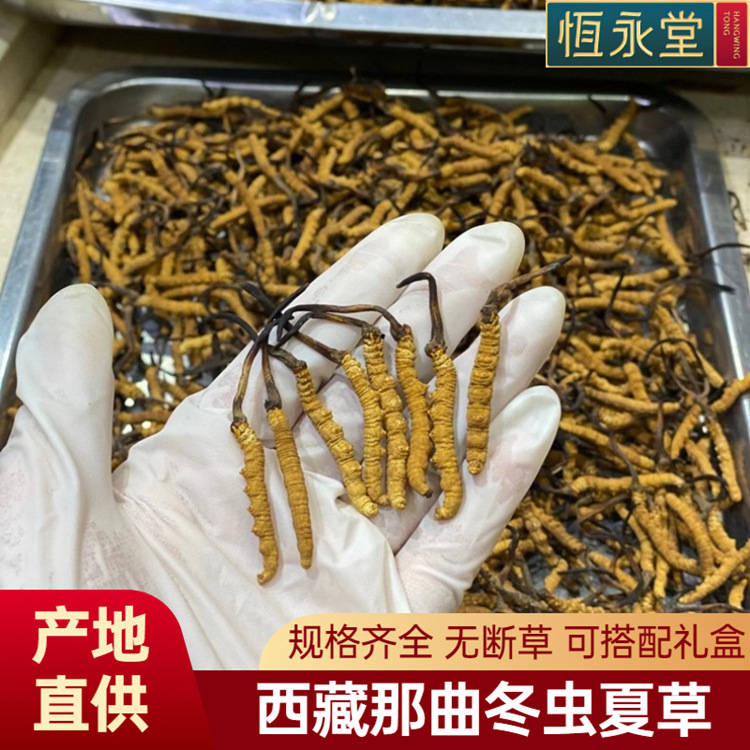 西藏那曲冬虫夏草生晒足干高海拔全规格批发冬虫夏草礼盒产地直供