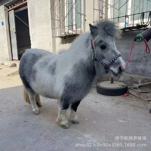 �Bֳ�����T�˴��R���w �O���m���R �±����R���^���B���w���U����