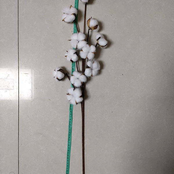 Eleven heads of cotton