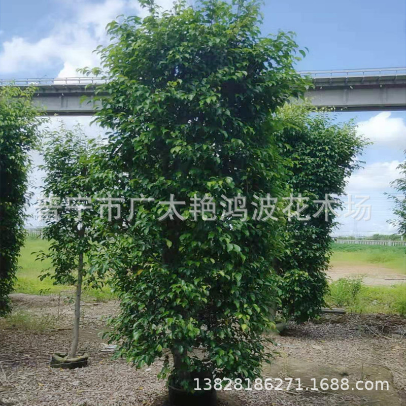广东艳鸿波花木园林垂榕柱垂叶榕 2-3米高袋苗行道树庭荫树防护树