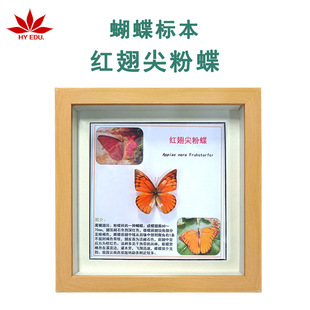 Red-Winged Tip Butterfly Specimen Photo Frame Real Butterfly Specimen Teaching Popular Science Home Furnishings Hanging Painting Decorative Painting