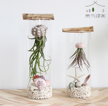 空气凤梨植物玻璃瓶微景观美杜莎海胆壳DIY创意盆栽桌面礼品包邮