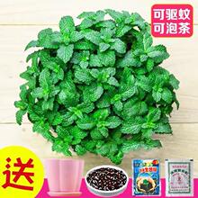 ��ʳ�ñ��ɷN���ļ��N�׻��҃����Ի������⻨�N����ֲ�ﻨ���_��