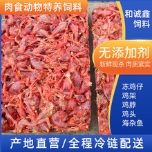 喂食动物饲料冷冻小鸡仔宠物猫狗粮零食蛇鳄鱼狐狸饲料