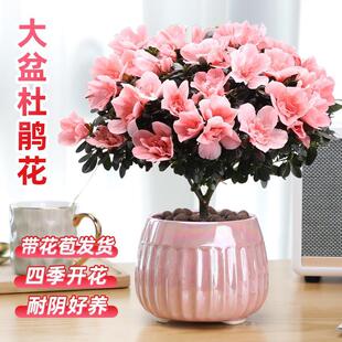 ���N�������ذ껨��ֲ���҃��ļ��_���r������������Gֲ���B�׻�