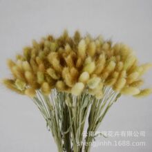 ����β�ݡ���ϸɻ����l�������Y����Ϲ�β�Ͳ�ɭϵ�ɻ�С����