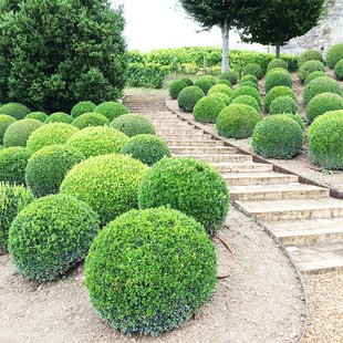 Dropshipping Melon Seed Boxwood Ball Courtyard Hedge Plant Shape Tree Small Leaf Boxwood Sapling Bonsai Evergreen All Year Round