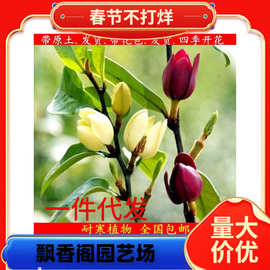 一件代发含笑花苗盆栽室内阳台浓香型庭院地栽大树苗南方四季开花