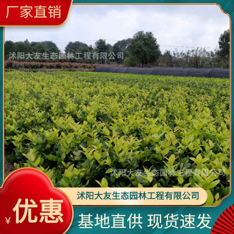 Японские частные базовые Оптовые сорта собственного производства с комплектом зеленых саженцев с живописным ландшафтом