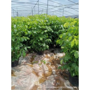 �ļ����໨�ܾG���k����ֲ�����l�Ҹ������Դ��;Gֲ���Ҹ���͏d