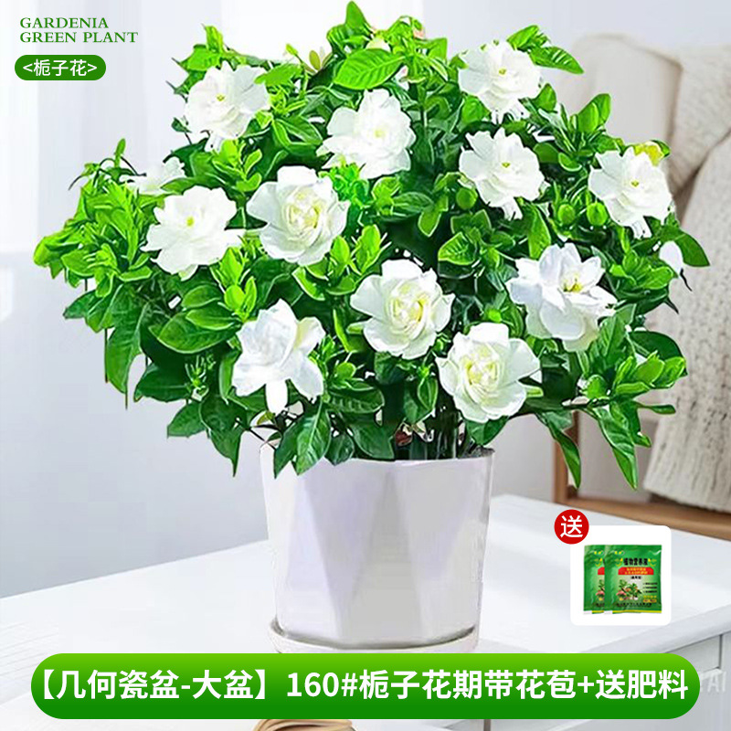 [Bacia Geométrica de Porcelana - Bacia Grande] 160 # Período de floração da gardênia com botões + fertilizante grátis