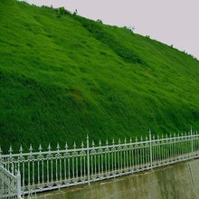 耐旱耐热绿化快速复绿喷播草籽护坡草坪种子矿山边坡公路铁路河堤