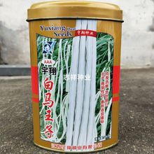 宇翔白马王子白色豇豆长豆角种子 肉厚质嫩荚长春秋种植蔬菜500克