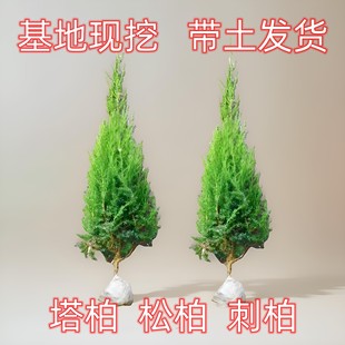 �����ɰؘ�������Ĺ�ؾG���Ȱ��ļ��L������������ֲ����ԉ�����