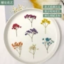 手工压花染色押花手机壳