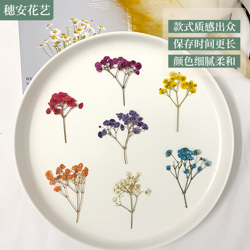干花压花手工DIY材料染色满天星花材相框花瓣滴胶手机壳滴胶押花