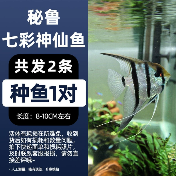 8-10cm, 1 pair