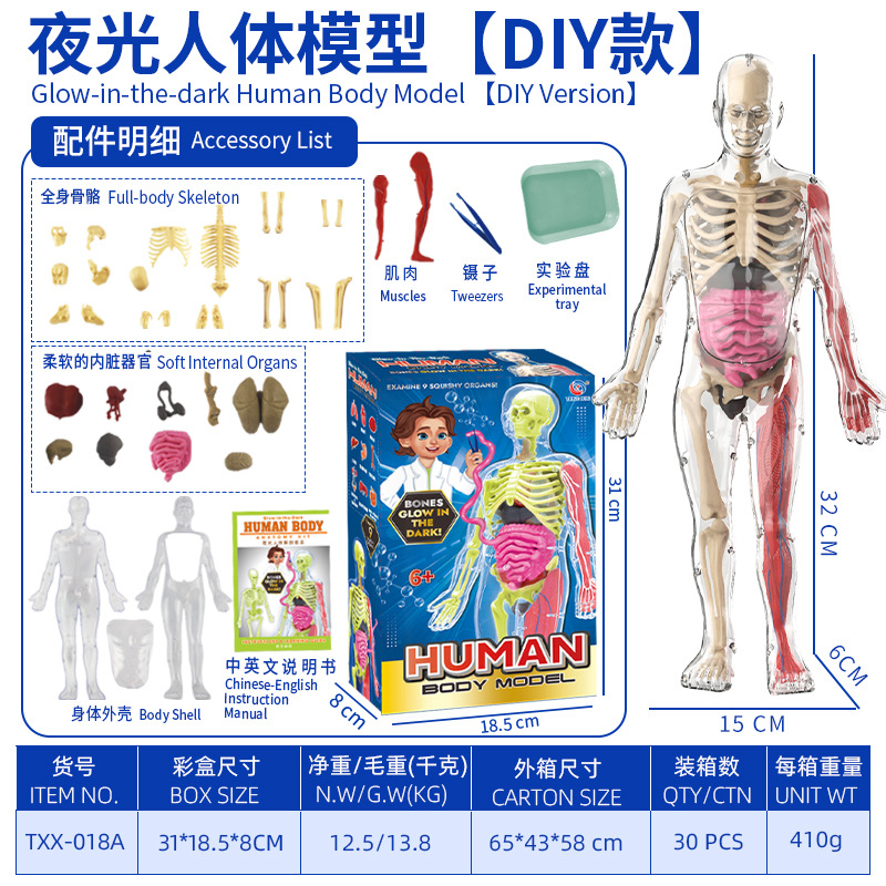 Modelo del cuerpo humano, juguetes educativos STEM para niños, modelo de anatomía humana desmontable, reconocimiento de órganos, fabricante, venta al por mayor image 16