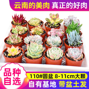 Succulent Plant Wholesale Potted Flower Combination Succulent Plant Shipped with Pot Package in Batches Landscape Plants