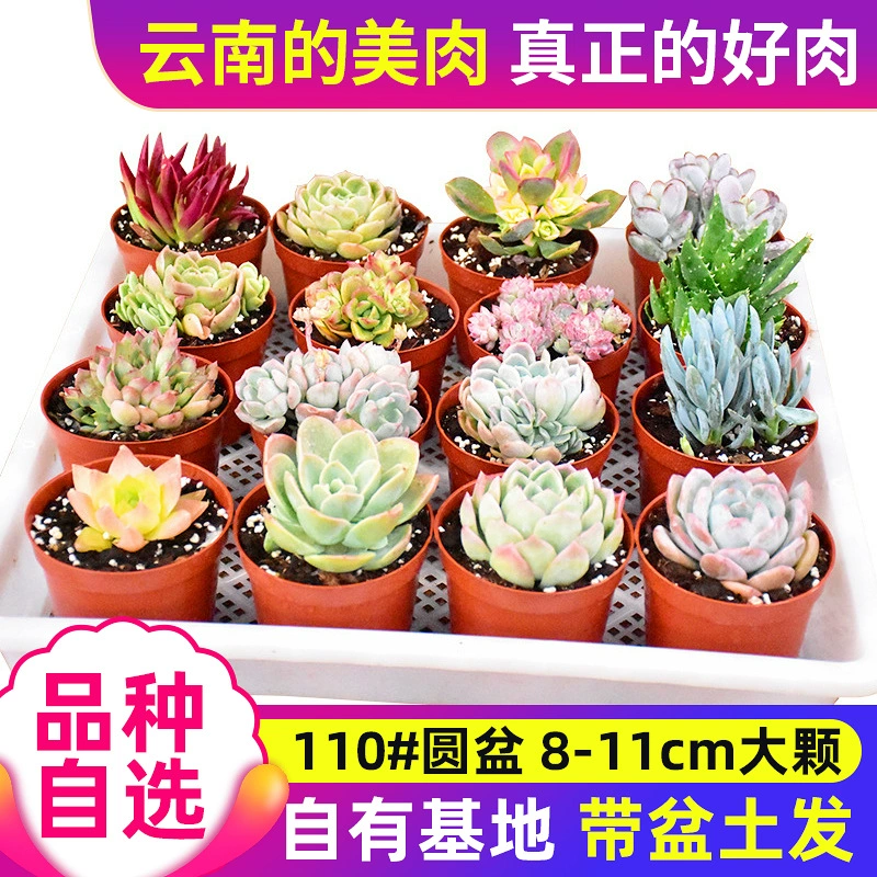 Суккулентное растение оптом горшечный цветок Комбинация мясное растение с доставкой горшка пакет партии Ландшафтные растения