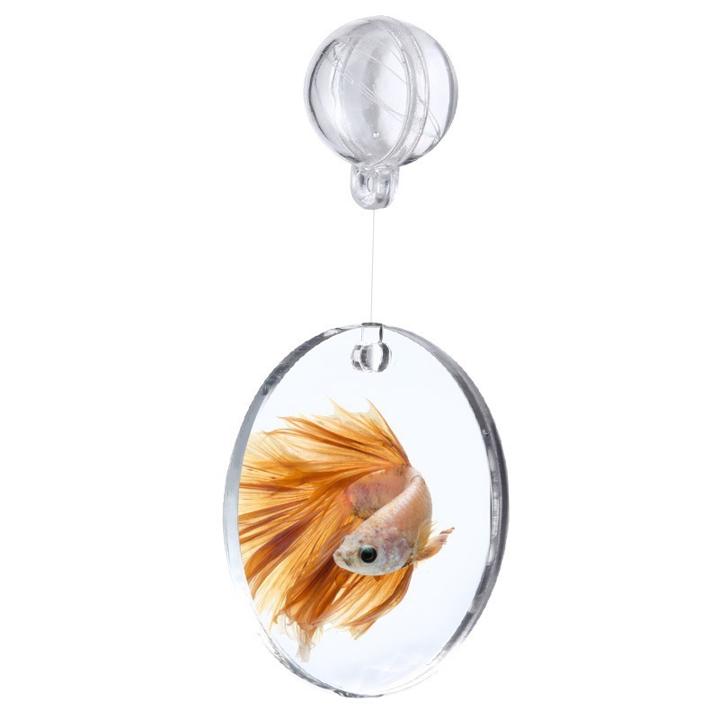 Escenografía Tailandia Betta pez ventosa espejo espejo suspensión interna y externa pequeña pecera entrenamiento espejo interactivo espectáculo espejo de ejercicio de cola