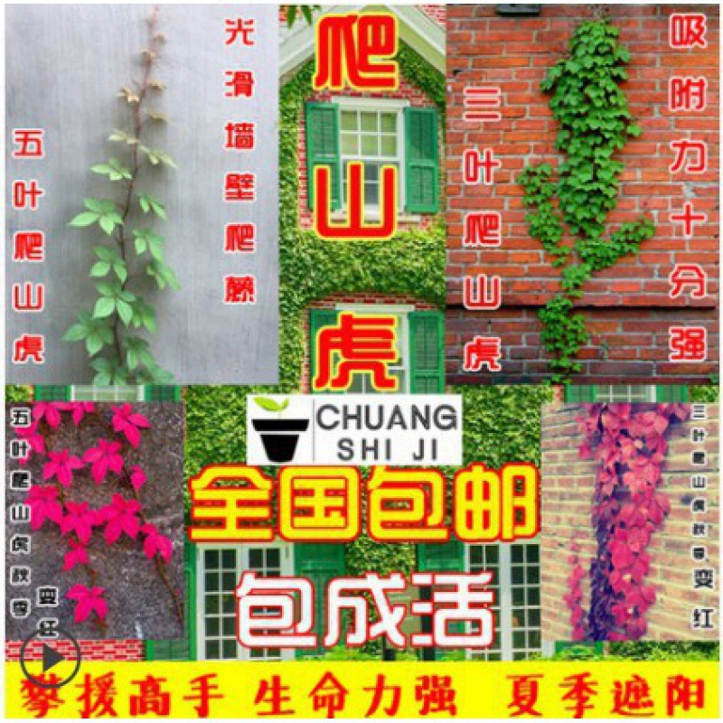 Трехлистная Лиана, Виноградная лоза, настенное вечнозеленое растение во дворе Four Seasons, большие саженцы, пятилистная Лиана, Виноградная лоза, вьющаяся лоза