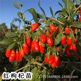 ����������Ե��Թ������Ϸ������ļ��Nֲˮ���猎��Ұ���t��轘�