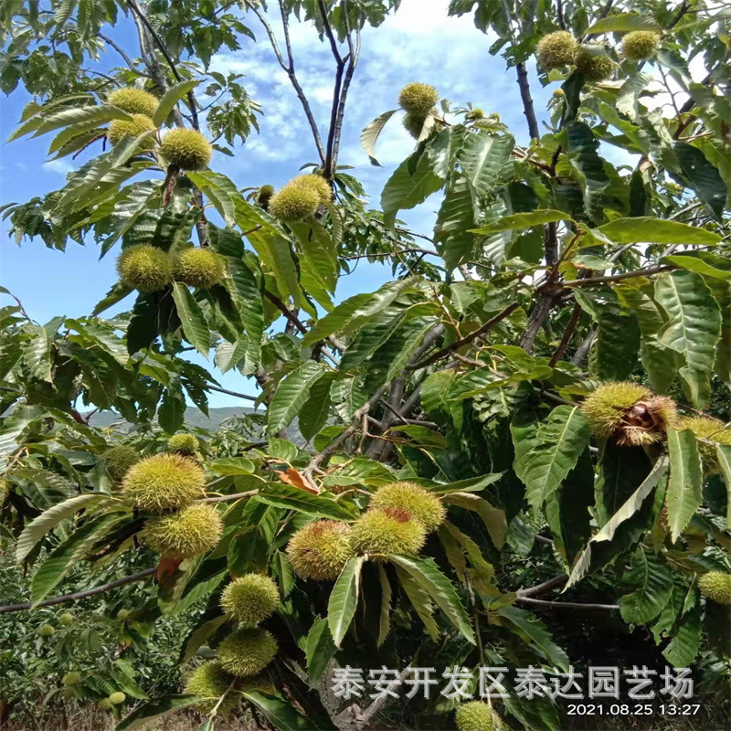 2024年出售板栗苗 地径0.7公分板栗苗 泰山油栗苗行情价格