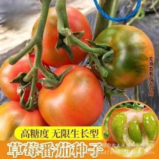 ��ݮˮ�����ѷN�ӳ������t���N���FƤ���������ӷ������r�����t��