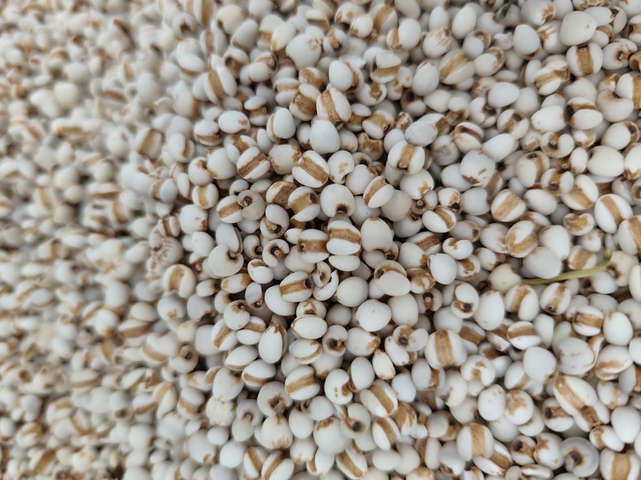 Coix Seed Yi Yi Ren 500g Large Grain Dried Job's Tears for Soup and Congee key features