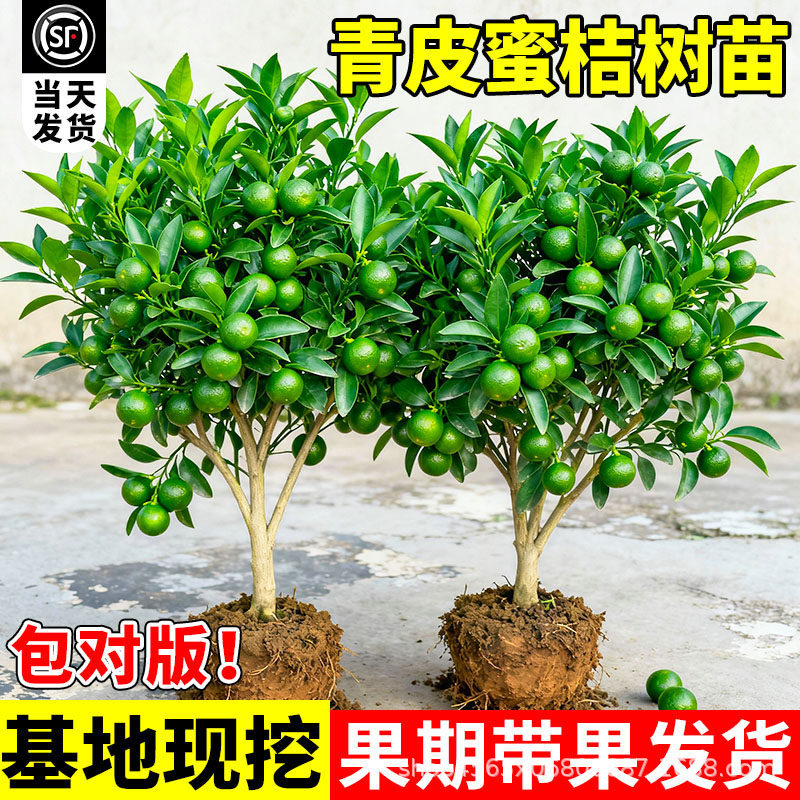 早熟青皮蜜桔树苗橘子果树苗耐寒南北方种植盆栽庭院水果桔子无籽